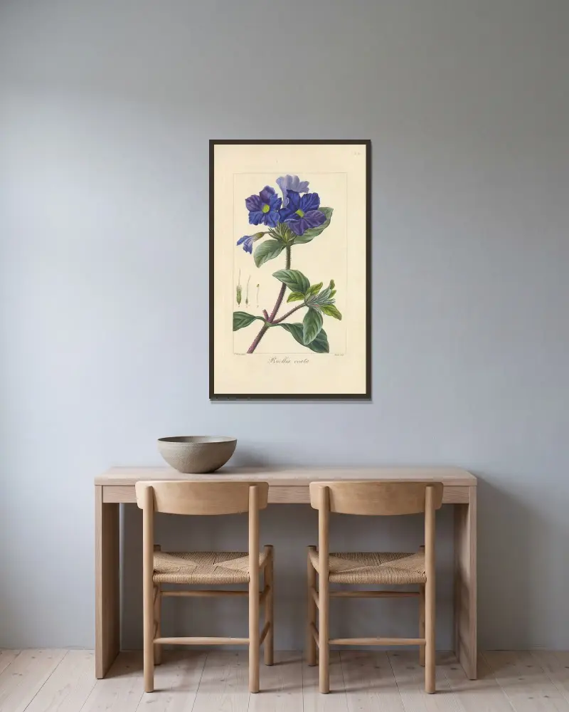 Ruellia ovata av Jean Claude Michel Mordant de Launay inramad på en vägg