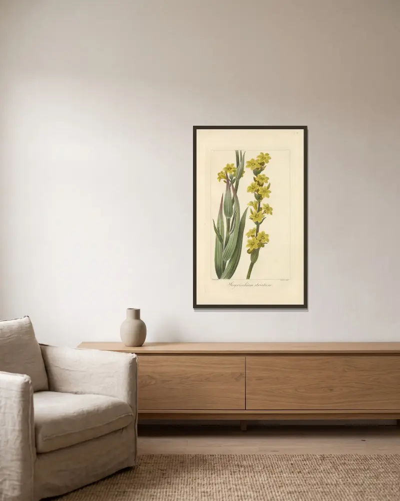 Sisyrinchium striatum av Jean Claude Michel Mordant de Launay inramad på en vägg