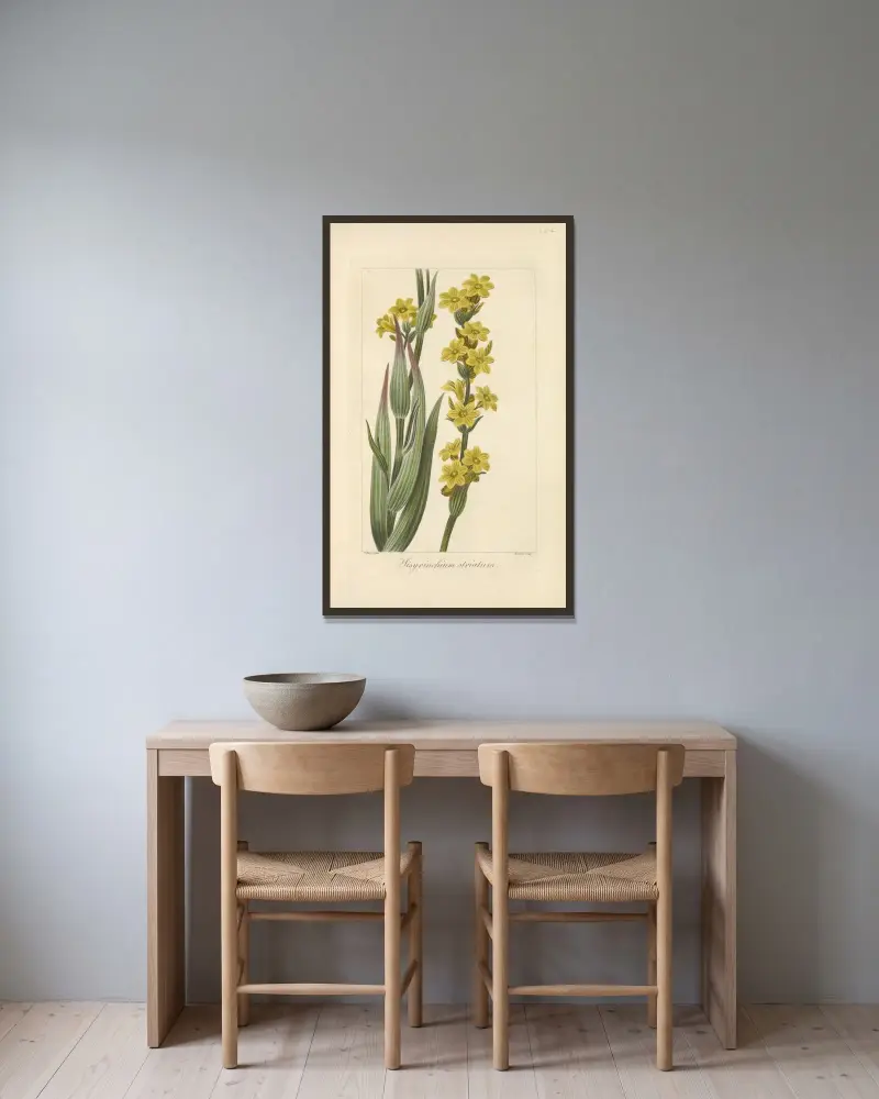 Sisyrinchium striatum av Jean Claude Michel Mordant de Launay inramad på en vägg