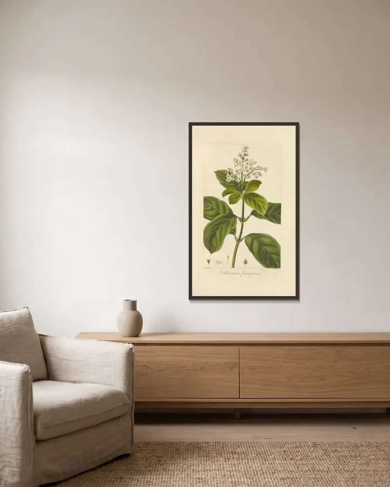 Viburnum fragrans von Jean Claude Michel Mordant de Launay gerahmt an einer Wand