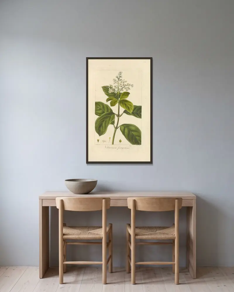 Viburnum fragrans von Jean Claude Michel Mordant de Launay gerahmt an einer Wand