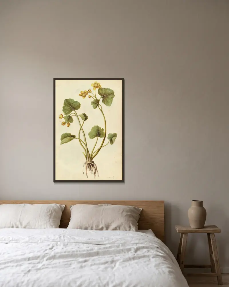 Caltha palustris. Měsíček bahenní, Jacques Le Moyne de Morgues v rámu na stěně