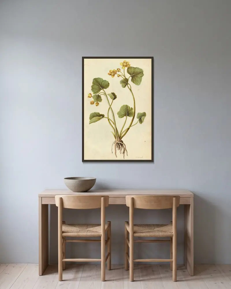 Caltha palustris. Měsíček bahenní, Jacques Le Moyne de Morgues v rámu na stěně