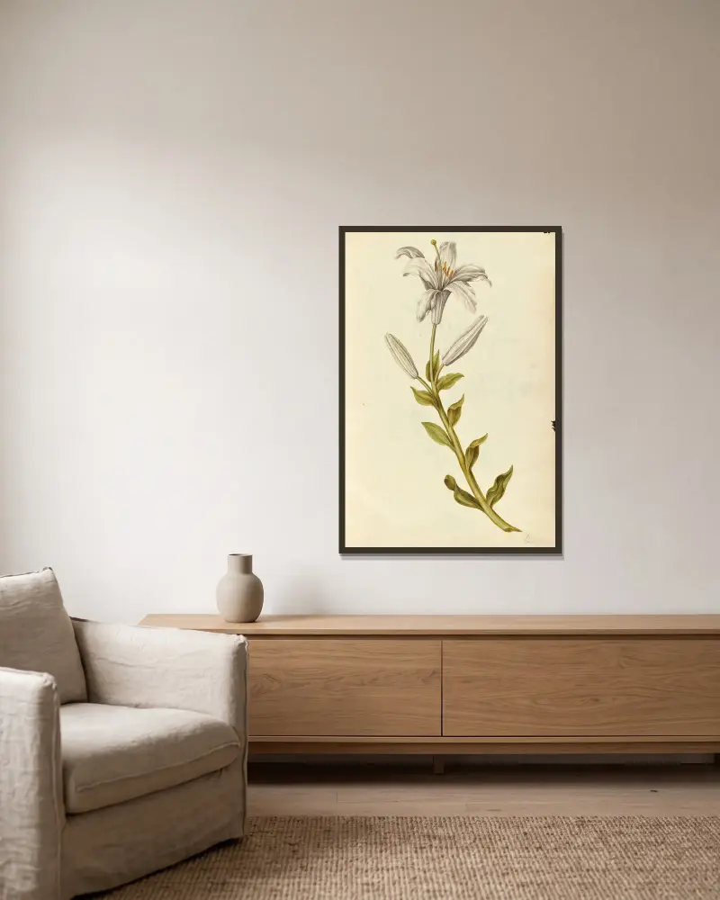 Lilium candidum. Lilie von Jacques Le Moyne de Morgues gerahmt an einer Wand