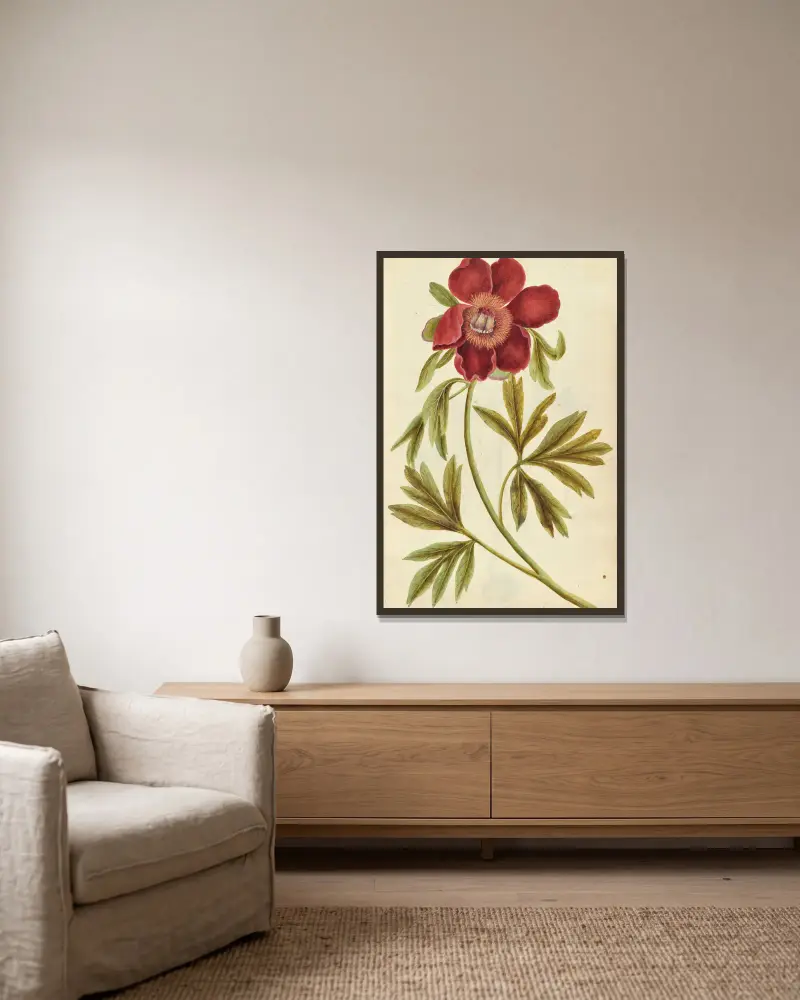 Paeonia mascula. Pion, Jacques Le Moyne de Morgues w ramie na ścianie