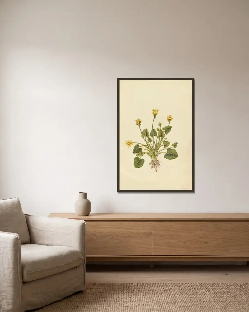 Ranunculus ficaria. Lesser celandine av Jacques Le Moyne de Morgues inramad på en vägg
