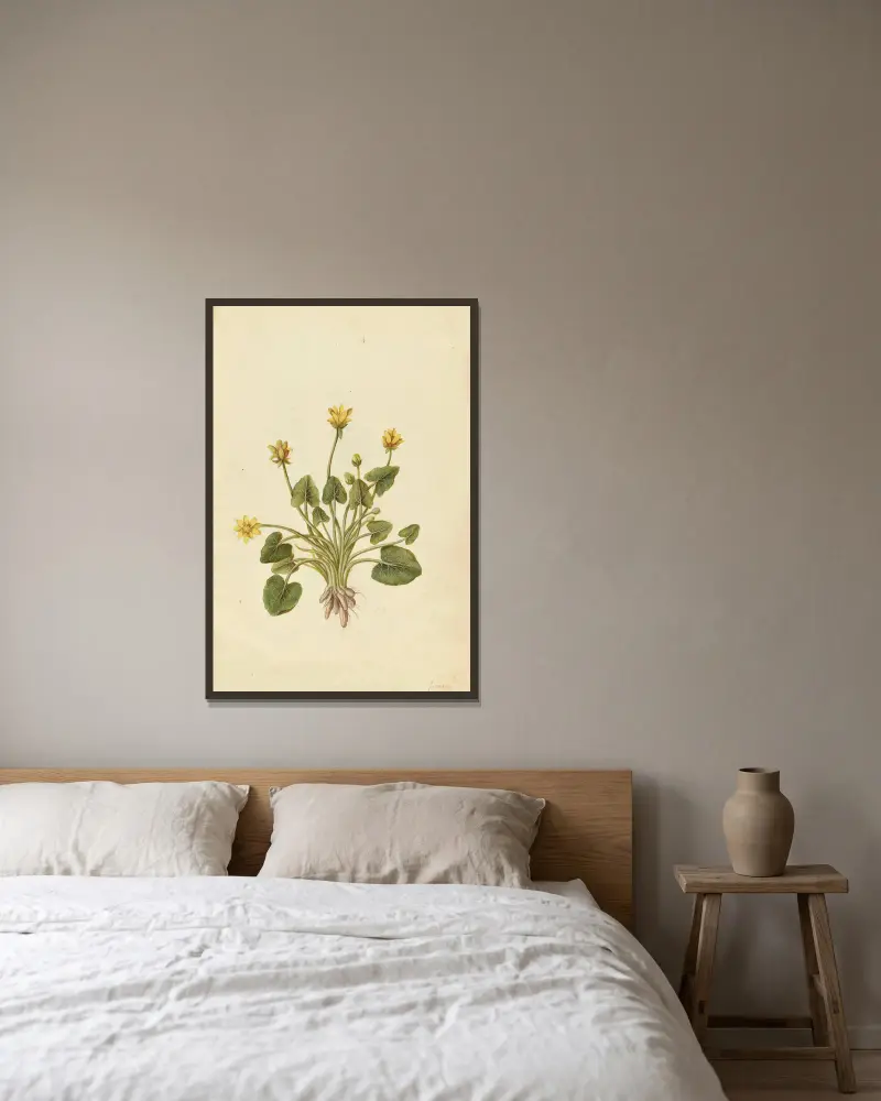 Ranunculus ficaria. Lesser celandine av Jacques Le Moyne de Morgues inramad på en vägg