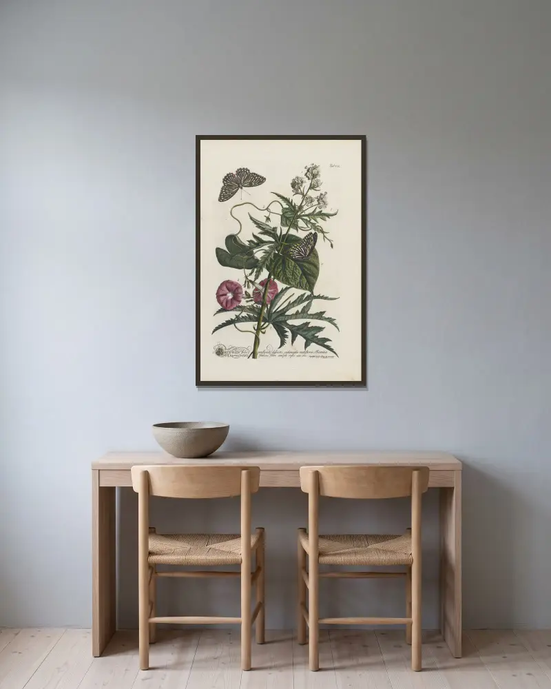 1. Abutilon 2. Convolvulus, Georg Dionysius Ehret v rámu na stěně