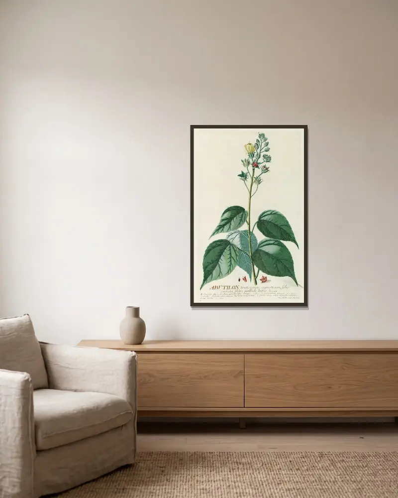 Abutilon von Georg Dionysius Ehret gerahmt an einer Wand