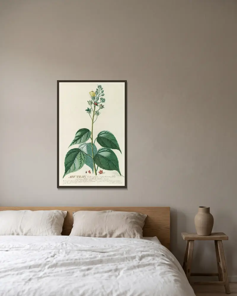 Abutilon von Georg Dionysius Ehret gerahmt an einer Wand