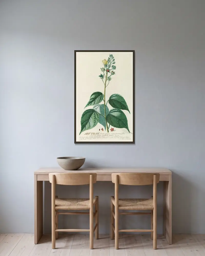 Abutilon von Georg Dionysius Ehret gerahmt an einer Wand