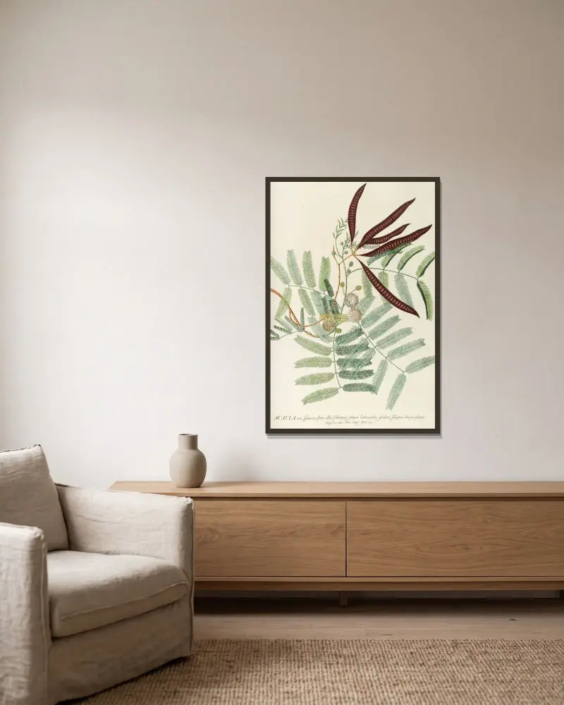 Akazie von Georg Dionysius Ehret gerahmt an einer Wand