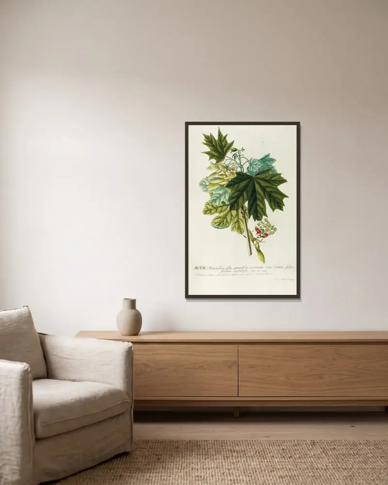 Acer III von Georg Dionysius Ehret gerahmt an einer Wand