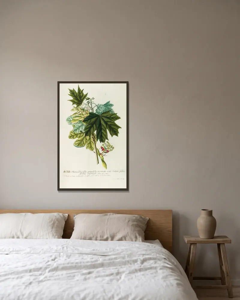 Acer III von Georg Dionysius Ehret gerahmt an einer Wand