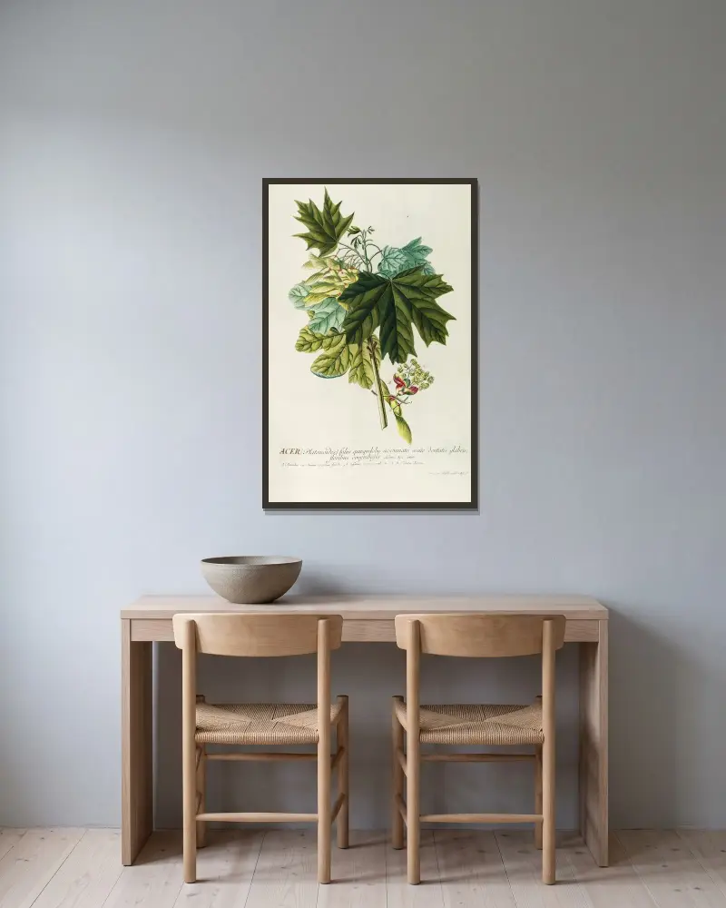 Acer III von Georg Dionysius Ehret gerahmt an einer Wand