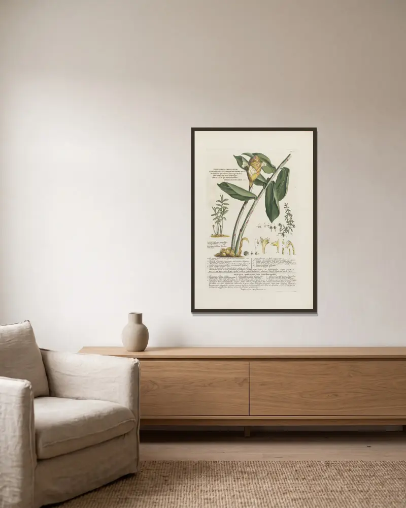 Amomum, Moniera von Georg Dionysius Ehret gerahmt an einer Wand
