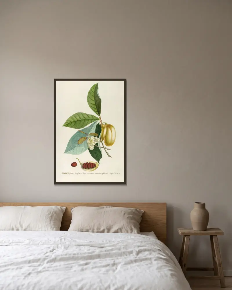 Anona von Georg Dionysius Ehret gerahmt an einer Wand
