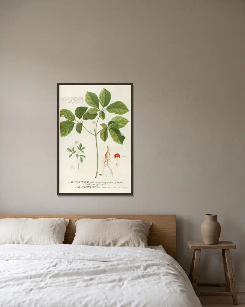 Araliastrum von Georg Dionysius Ehret gerahmt an einer Wand
