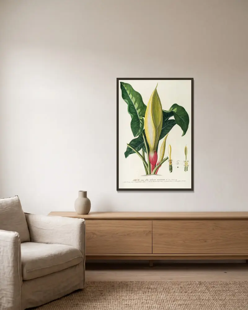 Arum von Georg Dionysius Ehret gerahmt an einer Wand