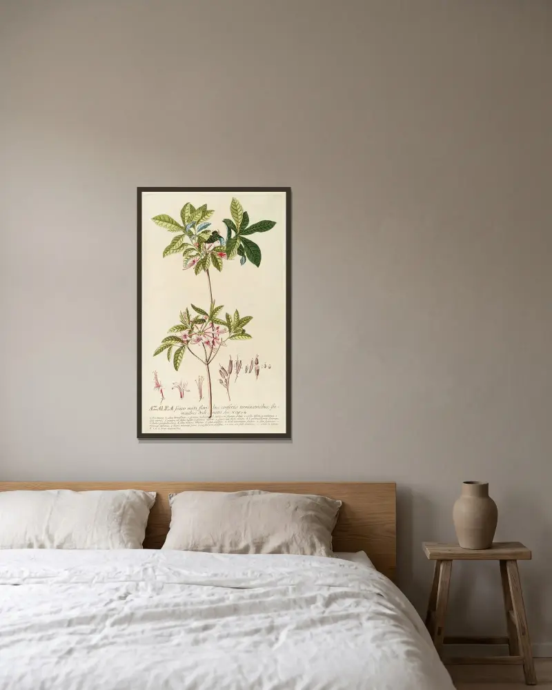 Azalea von Georg Dionysius Ehret gerahmt an einer Wand