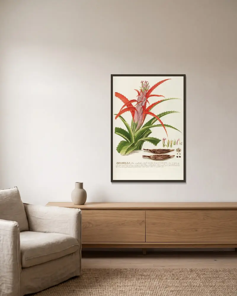 Bromelia von Georg Dionysius Ehret gerahmt an einer Wand