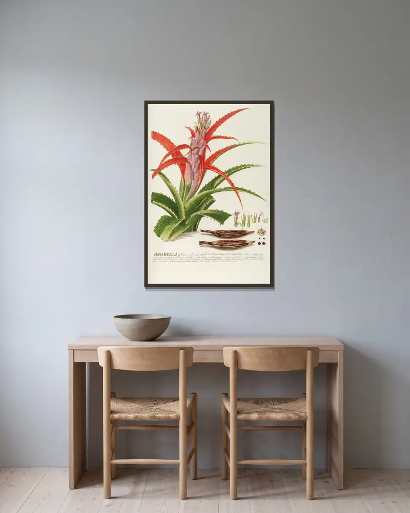 Bromelia von Georg Dionysius Ehret gerahmt an einer Wand
