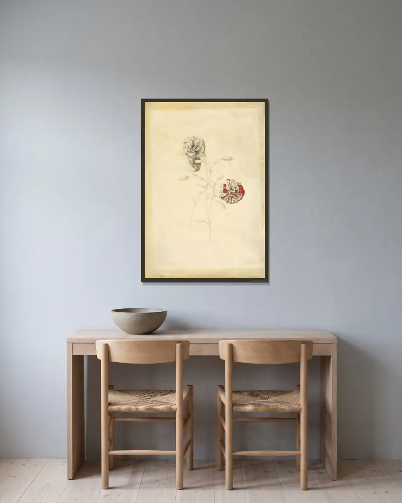 Carnations von Georg Dionysius Ehret gerahmt an einer Wand