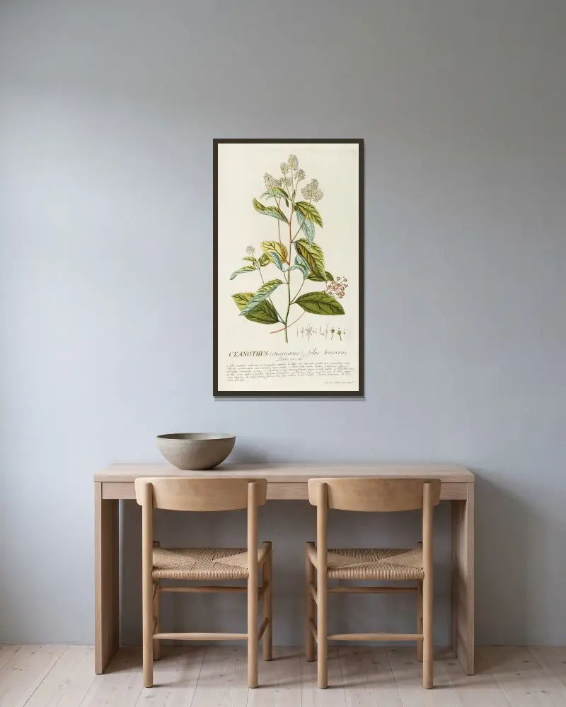 Ceanothus von Georg Dionysius Ehret gerahmt an einer Wand
