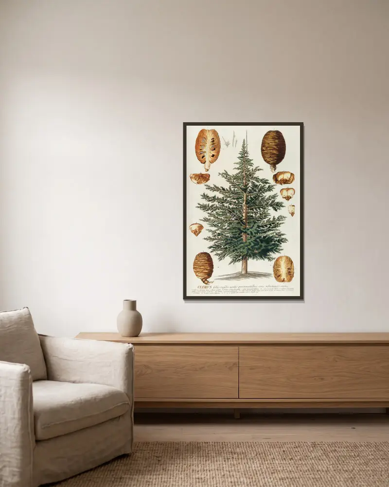 Cedrus III von Georg Dionysius Ehret gerahmt an einer Wand