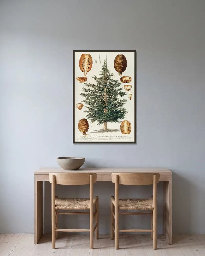 Cedrus III von Georg Dionysius Ehret gerahmt an einer Wand