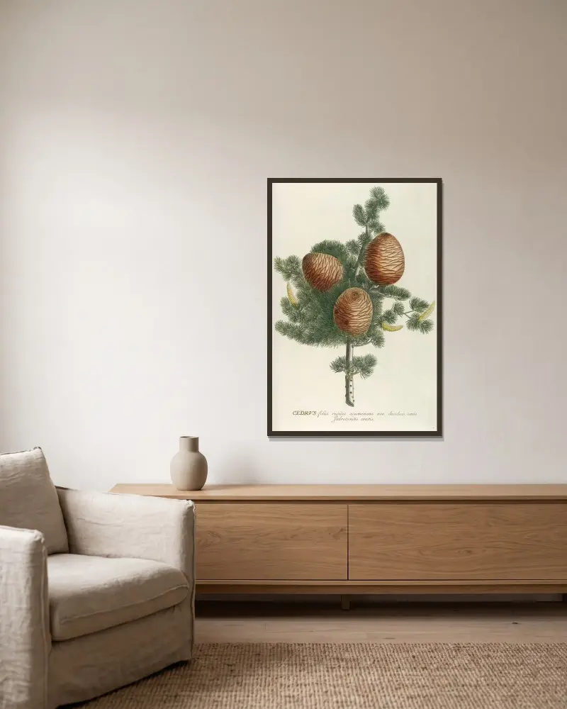 Cedrus von Georg Dionysius Ehret gerahmt an einer Wand