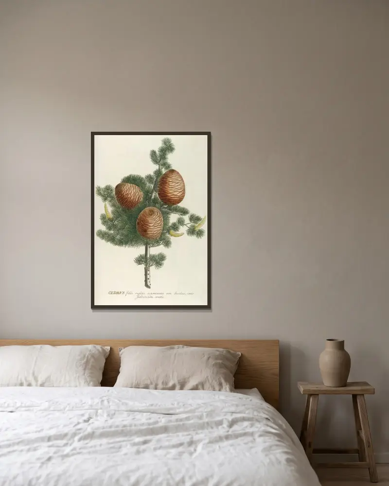 Cedrus von Georg Dionysius Ehret gerahmt an einer Wand