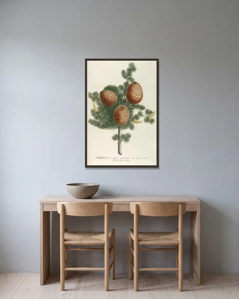 Cedrus von Georg Dionysius Ehret gerahmt an einer Wand