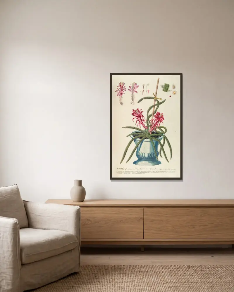 Cereus II von Georg Dionysius Ehret gerahmt an einer Wand