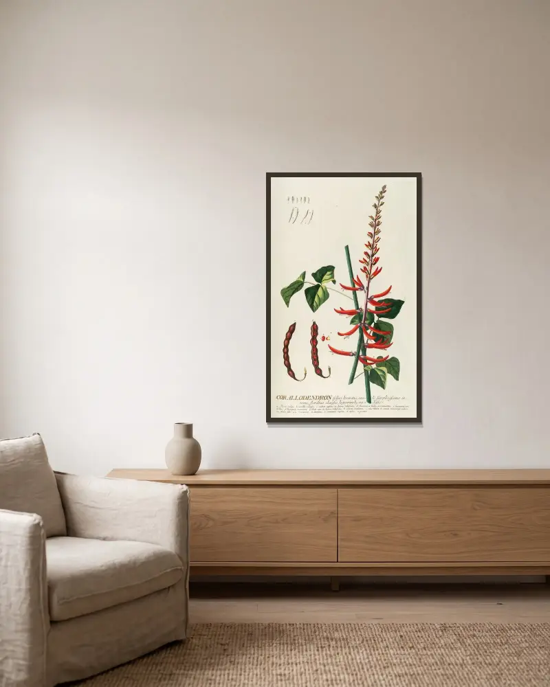Corallodendron II von Georg Dionysius Ehret gerahmt an einer Wand