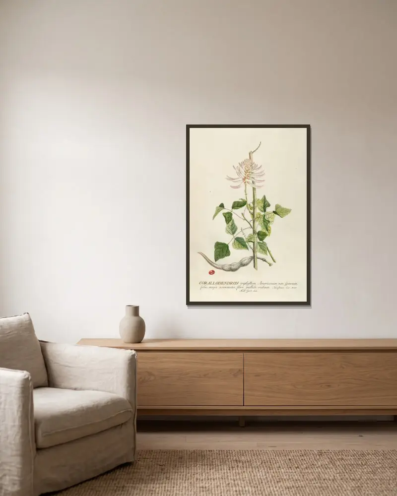 Corallodendron von Georg Dionysius Ehret gerahmt an einer Wand