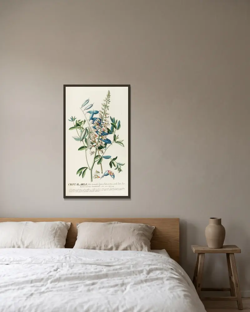 Crotalaria II av Georg Dionysius Ehret inramad på en vägg
