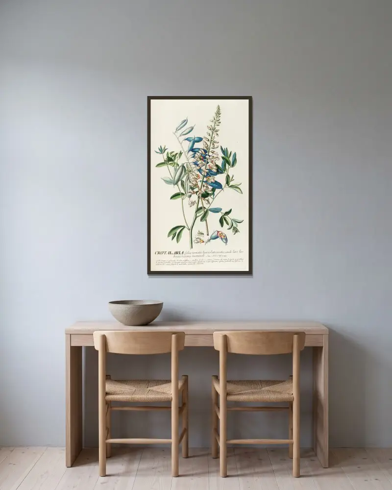 Crotalaria II av Georg Dionysius Ehret inramad på en vägg