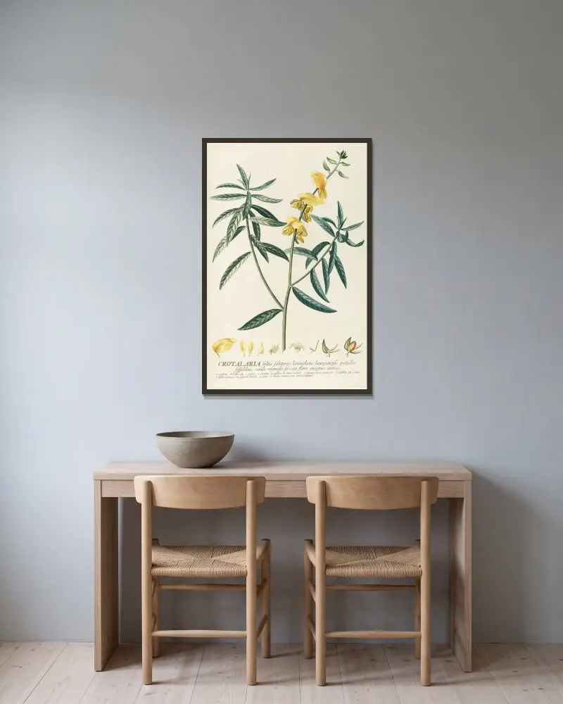 Crotalaria von Georg Dionysius Ehret gerahmt an einer Wand