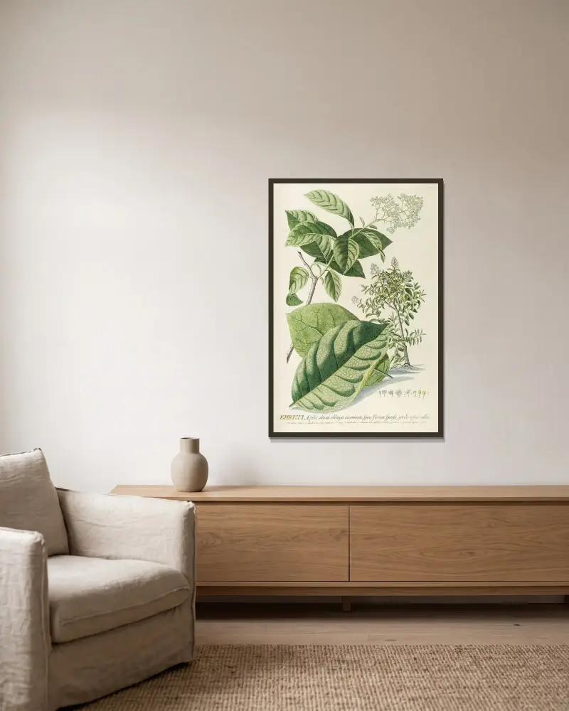 Ehretia von Georg Dionysius Ehret gerahmt an einer Wand