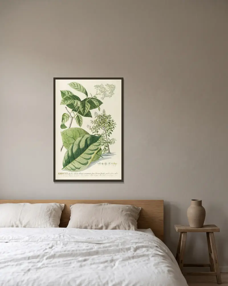 Ehretia von Georg Dionysius Ehret gerahmt an einer Wand