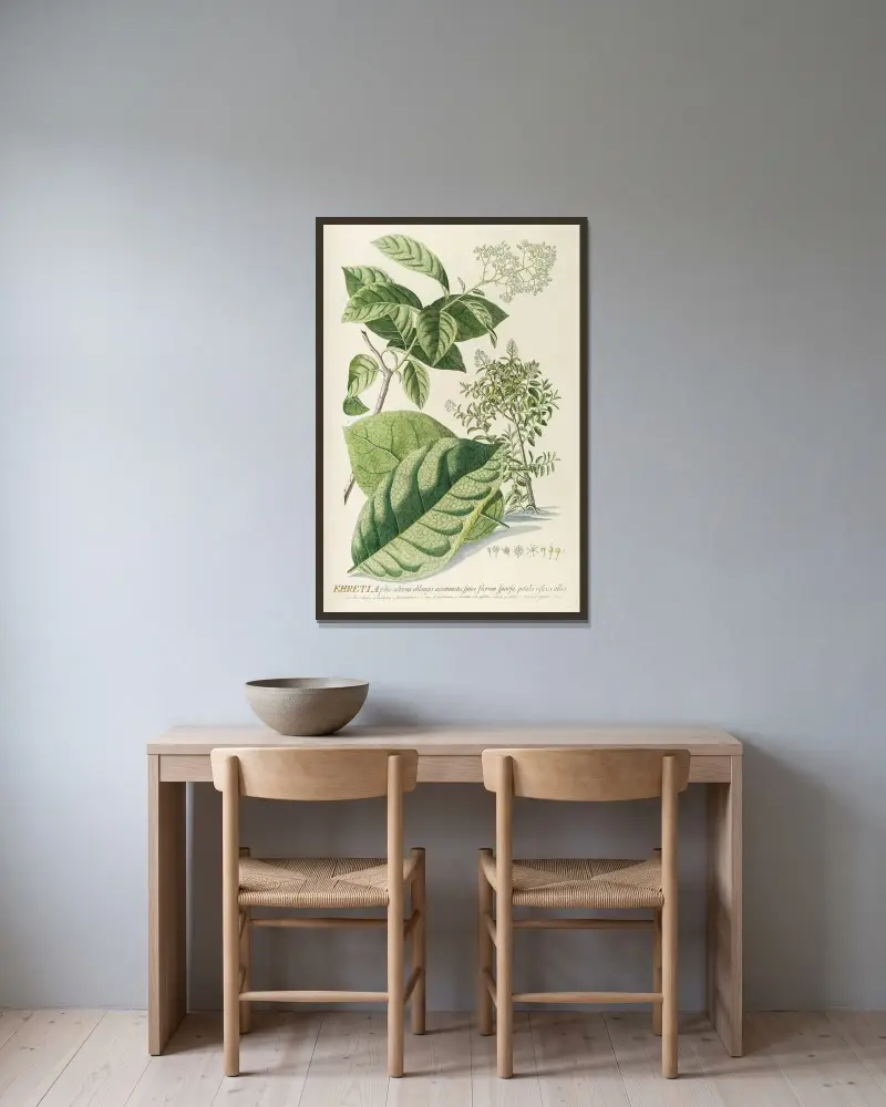 Ehretia von Georg Dionysius Ehret gerahmt an einer Wand