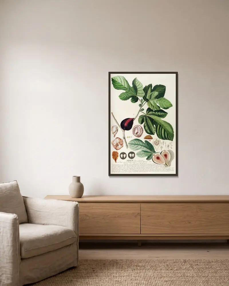 Ficus II von Georg Dionysius Ehret gerahmt an einer Wand