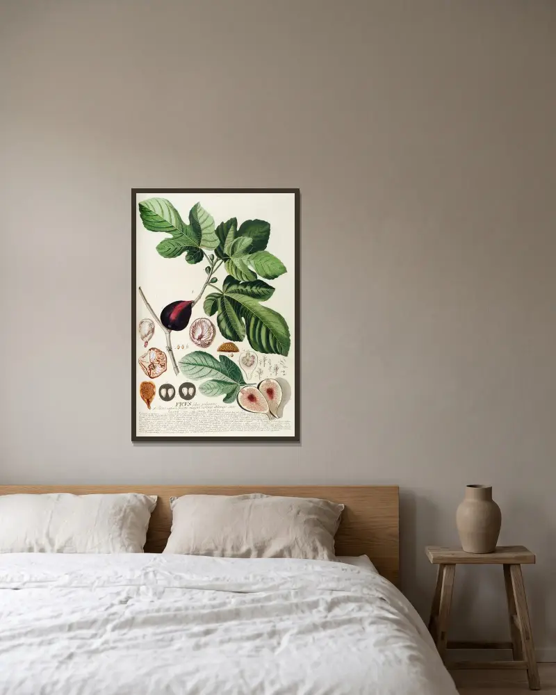 Ficus II von Georg Dionysius Ehret gerahmt an einer Wand
