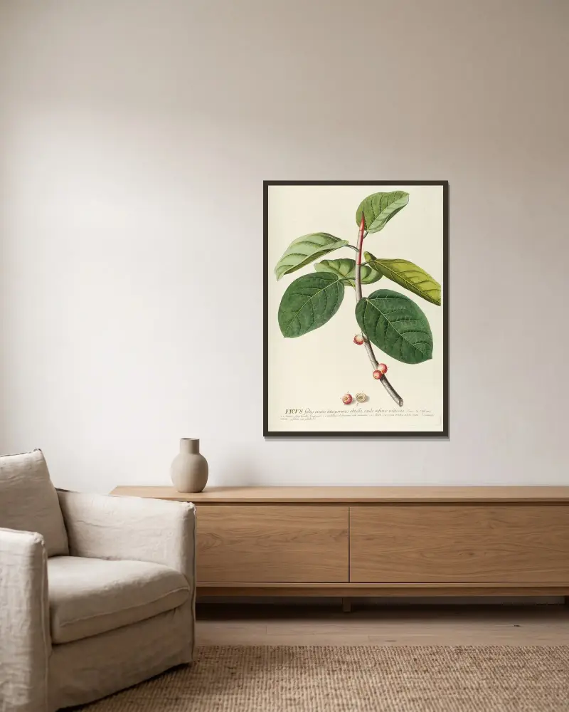 Ficus von Georg Dionysius Ehret gerahmt an einer Wand