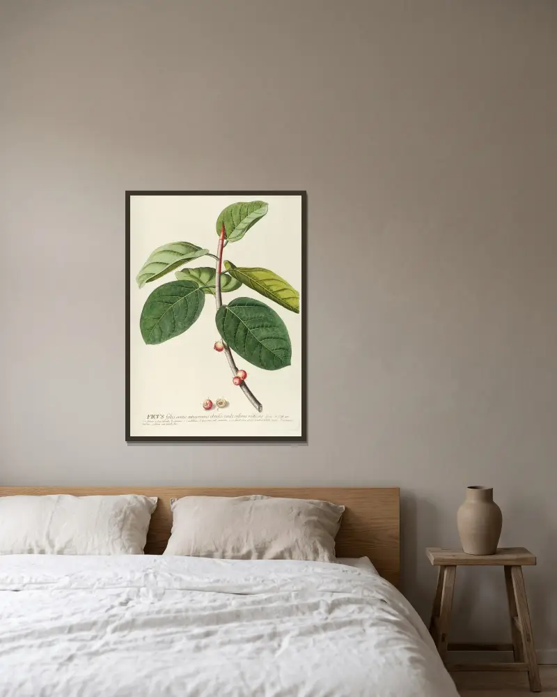 Ficus von Georg Dionysius Ehret gerahmt an einer Wand