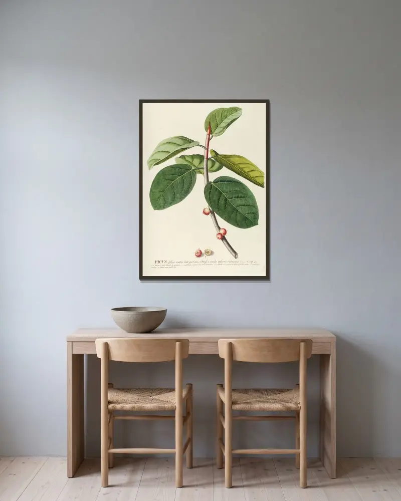 Ficus von Georg Dionysius Ehret gerahmt an einer Wand