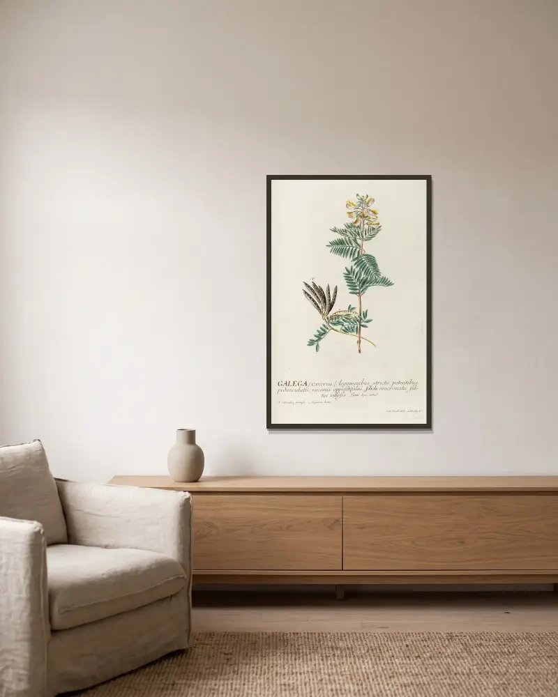 Galega von Georg Dionysius Ehret gerahmt an einer Wand