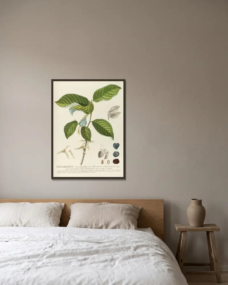 Guanabanus von Georg Dionysius Ehret gerahmt an einer Wand