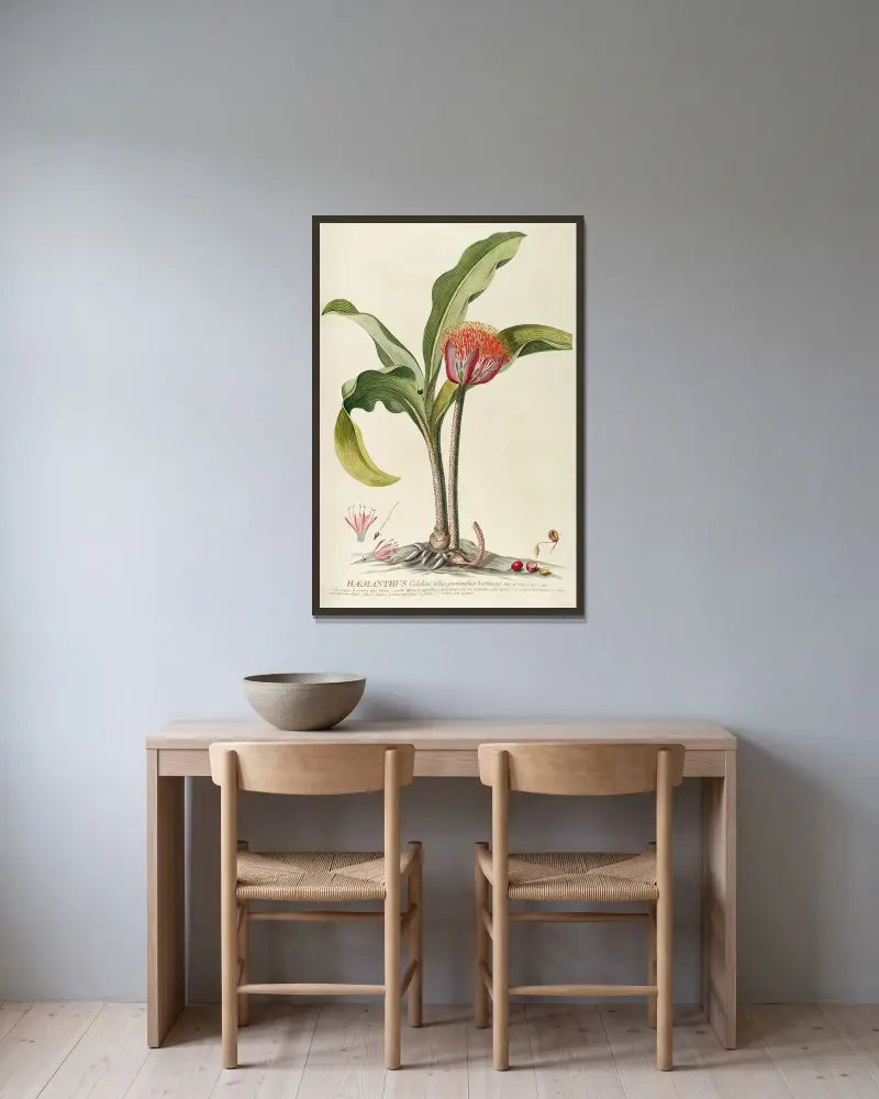 Haemanthus, Georg Dionysius Ehret v rámu na stěně